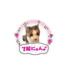 猫のNalaと犬のSemper（個別スタンプ：19）