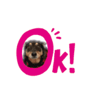 猫のNalaと犬のSemper（個別スタンプ：20）