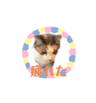 猫のNalaと犬のSemper（個別スタンプ：21）