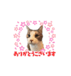 猫のNalaと犬のSemper（個別スタンプ：23）