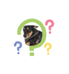 猫のNalaと犬のSemper（個別スタンプ：24）