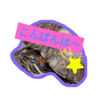 【亀】スタンプ日常会話（個別スタンプ：5）
