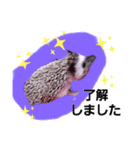 はりちゃんスタンプ2（個別スタンプ：4）