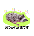 はりちゃんスタンプ2（個別スタンプ：5）