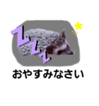 はりちゃんスタンプ2（個別スタンプ：6）
