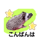 はりちゃんスタンプ2（個別スタンプ：8）