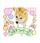 mimi♡♡♡mimi.4（個別スタンプ：25）