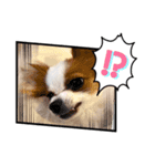 パピヨンのぴのちゃんスタンプ♡4（個別スタンプ：1）