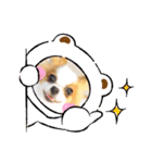 パピヨンのぴのちゃんスタンプ♡4（個別スタンプ：5）