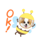 パピヨンのぴのちゃんスタンプ♡4（個別スタンプ：6）