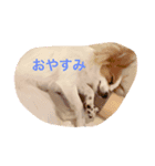 パピヨンのぴのちゃんスタンプ♡4（個別スタンプ：8）