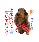 赤いりぼんの可愛い仲間達④（個別スタンプ：2）