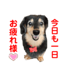 赤いりぼんの可愛い仲間達④（個別スタンプ：3）