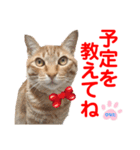 赤いりぼんの可愛い仲間達④（個別スタンプ：5）