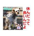 赤いりぼんの可愛い仲間達④（個別スタンプ：14）