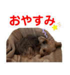 赤いりぼんの可愛い仲間達④（個別スタンプ：15）