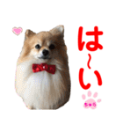 赤いりぼんの可愛い仲間達④（個別スタンプ：21）