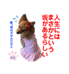 赤いりぼんの可愛い仲間達④（個別スタンプ：25）