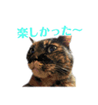 我が家の毎日のスタンプ（個別スタンプ：5）