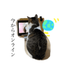 ふわもこにゃんず（個別スタンプ：2）