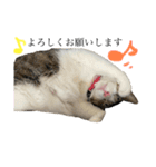 ふわもこにゃんず（個別スタンプ：3）