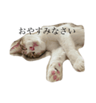 ふわもこにゃんず（個別スタンプ：6）