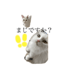 ふわもこにゃんず（個別スタンプ：9）