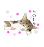 ふわもこにゃんず（個別スタンプ：10）