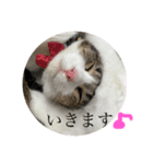 ふわもこにゃんず（個別スタンプ：17）