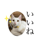 ふわもこにゃんず（個別スタンプ：18）
