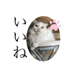 ふわもこにゃんず（個別スタンプ：19）