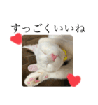 ふわもこにゃんず（個別スタンプ：20）