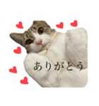 ふわもこにゃんず（個別スタンプ：24）