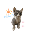 ネコと日常ことば（個別スタンプ：1）