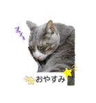 ネコと日常ことば（個別スタンプ：3）