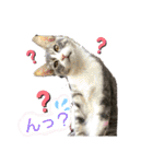 ネコと日常ことば（個別スタンプ：5）