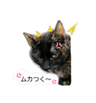 ネコと日常ことば（個別スタンプ：6）