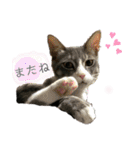 ネコと日常ことば（個別スタンプ：9）