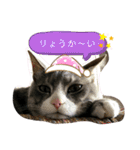 ネコと日常ことば（個別スタンプ：17）