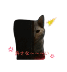 ネコと日常ことば（個別スタンプ：21）