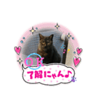 ネコと日常ことば（個別スタンプ：29）