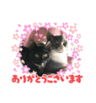 ネコと日常ことば（個別スタンプ：33）