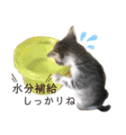 ネコと日常ことば（個別スタンプ：37）