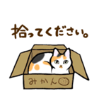 ねこすたんぷ。【メイ】（個別スタンプ：30）