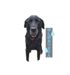 愛犬ころんのスタンプ（個別スタンプ：2）