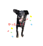 愛犬ころんのスタンプ（個別スタンプ：6）