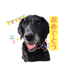 愛犬ころんのスタンプ（個別スタンプ：7）