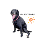 愛犬ころんのスタンプ（個別スタンプ：14）