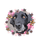 愛犬ころんのスタンプ（個別スタンプ：15）