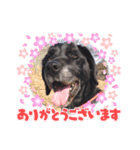 愛犬ころんのスタンプ（個別スタンプ：16）